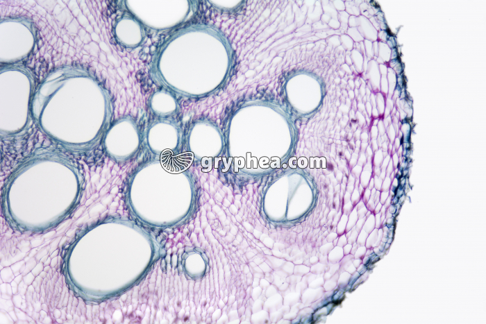 Racine de Courge (dicotylédone) - structure secondaire CT x25 - gryphea.com